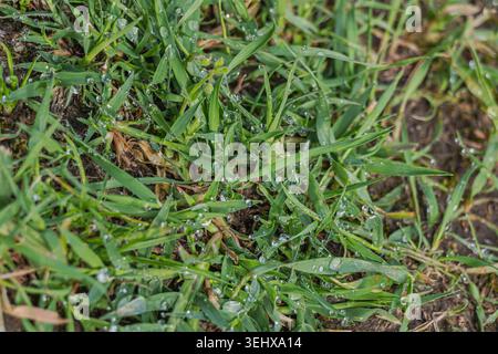 Nahaufnahme von frischem, grünem Gras, bedeckt mit Morgentauropfen im natürlichen Außenlicht, wodurch eine erfrischende Feuchtigkeitsstruktur entsteht. Stockfoto
