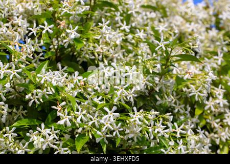 Makroansicht der schönen weißen Stern Jasmin Trachelospermum jasminoides Blumen blühen in der Sommersonne Stockfoto