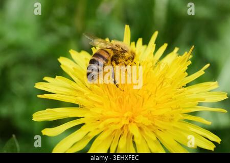 Honigbiene sammelt Pollen auf gelber Löwenzahnblüte Stockfoto