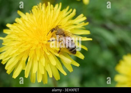 Honigbiene sammelt Pollen aus gelber Löwenzahnblüte Stockfoto