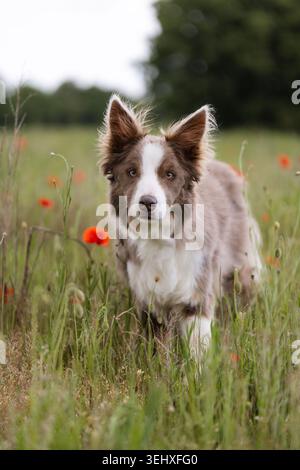 Aufmerksamer Border Collie auf grüner Wiese mit rotem Mohn und weichem Hintergrund Stockfoto