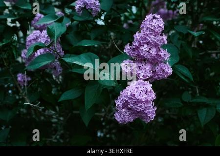 Fliederblüten im Frühlingsgarten Stockfoto