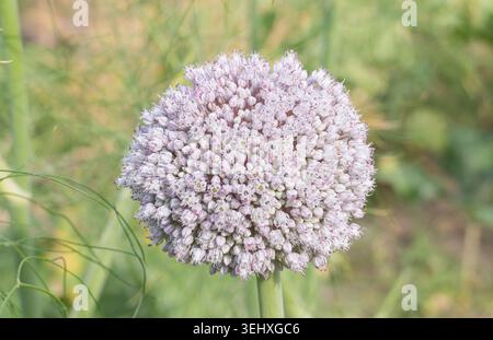 Nahaufnahme eines runden Lauch-Blumenkopfes mit kleinen lila und weißen Blüten, die draußen blühen, mit einem verschwommenen grünen Hintergrund Stockfoto