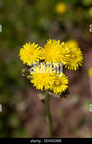 Schöne gelbe, glatte Karettbartblüten auf einem sonnigen Feld Stockfoto