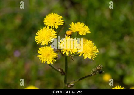 Schöne gelbe, glatte Karettbartblüten auf einem sonnigen Feld Stockfoto