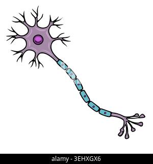 Stilisierte Vektordarstellung eines einzelnen Neurons mit violettem Zellkörper und blauen Myelinscheidensegmenten Stock Vektor