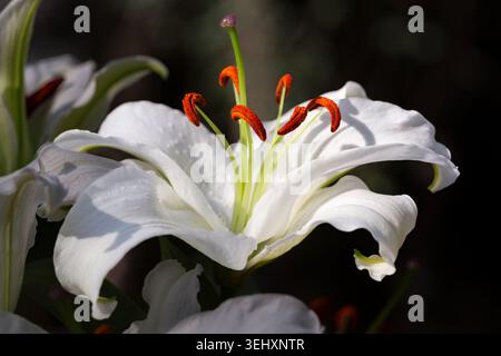 Makrofoto, das die filigranen, feurigen Details einer tropischen Lilie in voller Blüte in den Mendocino Coast Botanical Gardens in der Nähe von Fort Bragg, CA, einfängt. Stockfoto