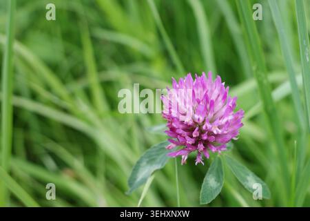 Nahaufnahme eines Rotklees (Trifolium pratense) mit leuchtenden rosa-violetten Blumenhaufen. Der Kleekopf ist kugelförmig und besteht aus dicht gepackten Stockfoto