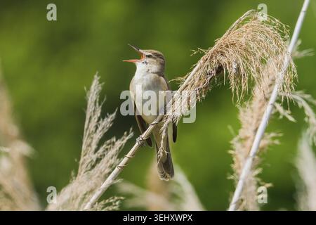Ein auf einem Schilfstiel sitzender Schilfffänger (Acrocephalus arundinaceus), singend, Hessen, Deutschland Stockfoto