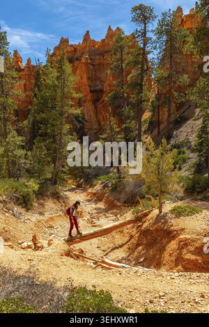 Frau balanciert und geht auf einem gefallenen Baumstamm über ein trockenes Bachbett, umgeben von hohen roten SandsteinHoodoos und grünen Kiefern unter einem klaren blaustein Stockfoto