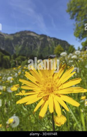 Arnica (Arnica montana), Heilpflanze, Frühlingswiese bei Gerstruben, einem ehemaligen Bergbaudorf im Dietersbachtal bei Oberstdor Stockfoto