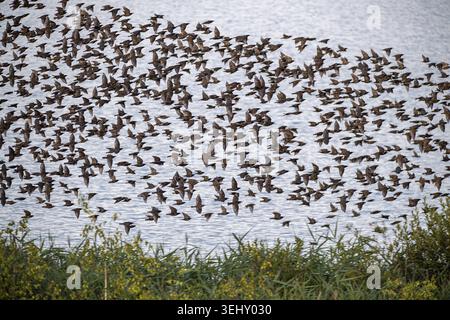 Starling (Sturnus vulgaris), riesige Gruppe fliegt über Wasser, Brandenburg, Deutschland Stockfoto