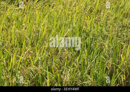 Tau auf dem Gras am sonnigen Morgen mit schönen weichen Bokeh-Effekt. sonnenaufgang auf dem grünen Gras Stockfoto