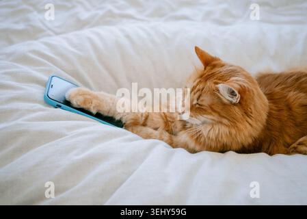 Orange Ingwerkatze, die auf einem weißen Bett liegt, mit der Pfote ausstreckt und spielerisch mit einem hellblauen Smartphone interagiert und ein humorvolles Tier mit einem Technologiekonzept präsentiert Stockfoto