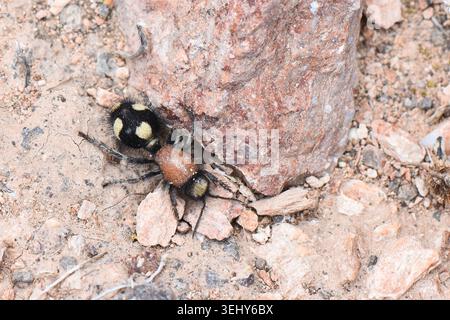 Lebendige weibliche Samtameise, die in der Natur schwebt, Hochwinkel-Makroaufnahme einer flügellosen, mutilliden Wespe, die an einem großen rötlichen Felsen vorbeizieht Stockfoto