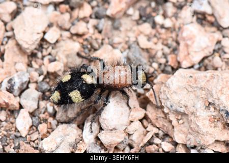 Lebendige weibliche Samtameise, die in der Natur schwebt, extreme Nahaufnahme einer flügellosen, mutilliden Wespe, die über trockene Kieselsteine und ston navigiert Stockfoto
