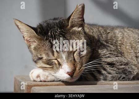 Niedliches Nahporträt einer schlafenden Makrele Tabby Katze Stockfoto