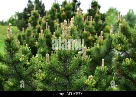 Junge Bergkiefern mit frischen Frühlingssprossen wachsen in der natürlichen Landschaft. Aus nächster Nähe sehen Sie immergrüne Nadelzweige, neues Wachstum und Wald Stockfoto
