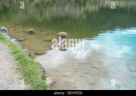 Nahaufnahme von kristallklarem, transparentem Wasser an einem felsigen Bergseeufer. Versunkene Steine, Baumstümpfe und sanfte grüne Reflexe auf der welligen Oberfläche Stockfoto