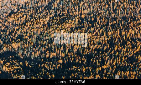 Luftaufnahme eines dichten Herbstwaldes mit goldenen Lärchen und dunkelgrünen Kiefern in der Nähe des Passo Giau in Colle Santa Lucia, Veneto, Italien. Stockfoto