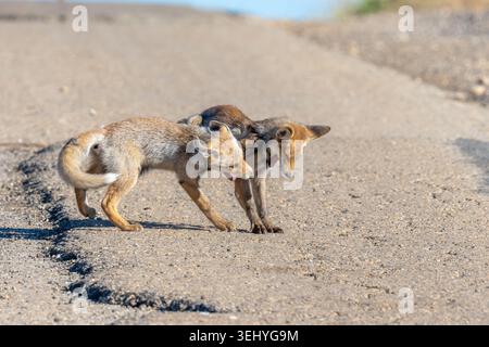 Junge Rotfüchse beim Spielen in der Natur Stockfoto