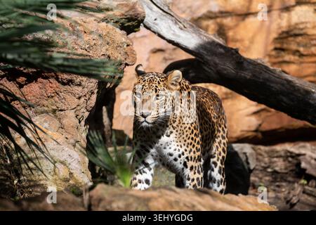 Sri Lanka Leopard (Panthera pardus kotiya) Wandern Stockfoto