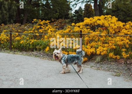 Niedlicher Yorkshire Terrier an der Leine in der Nähe blühender gelber Rhododendronblumen in einem Frühlingspark. Entzückender kleiner Hund, der einen Spaziergang im Freien genießt Stockfoto