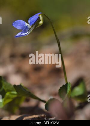 Nahaufnahme der violetten Odorata-Blüte (Viola odorata) mit tiefvioletten Blüten im Frühling Stockfoto
