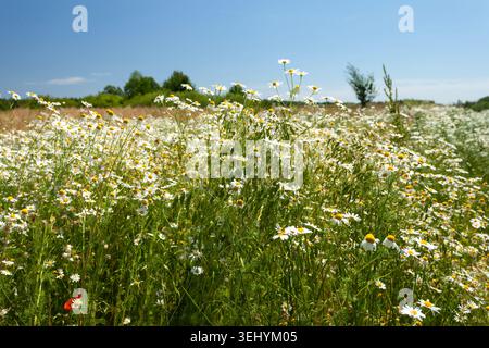 Eine Wiese voller Gänseblümchen unter wolkenlosem Himmel, Sommertag, Zarzecze, Polen Stockfoto