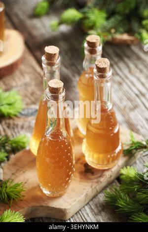 Flaschen mit Kräutersirup, hergestellt mit jungen Fichtenspitzen, die im Frühjahr geerntet werden Stockfoto