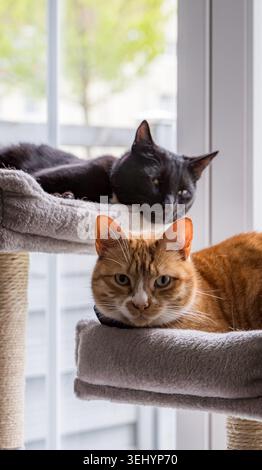 Zwei Katzen, die drinnen auf einem Katzenbaum sitzen Stockfoto
