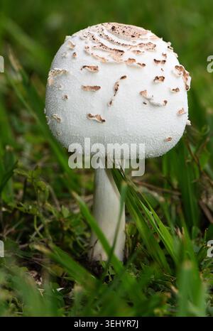 Chlorophyllum molybdite, auch als „falscher Sonnenschirm“ oder „grünspuriger Sonnenschirm“-Pilz bezeichnet, sind weit verbreitet. Giftiges, schweres Erbrechen und Durchfall Stockfoto