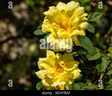 Nahaufnahme von hellgelben Rosen, die im Frühling in einem üppigen Garten blühen Stockfoto