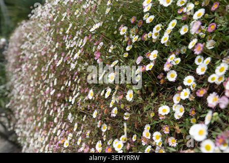 Eine dichte Masse von zarten weißen und rosa mexikanischen fleabane blüht üppig über einer Gartenmauer in Cornwall. Stockfoto