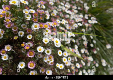 Eine dichte Ansammlung weißer und rosafarbener mexikanischer fleabane-Blumen blüht in einem kornischen Küstengarten. Stockfoto