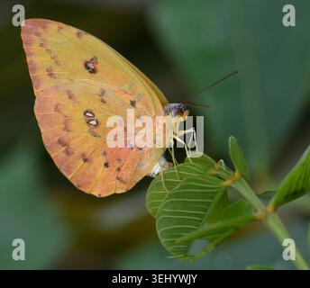 Schwefelschmetterling mit Orangenschliff (Phoebis philea) Stockfoto