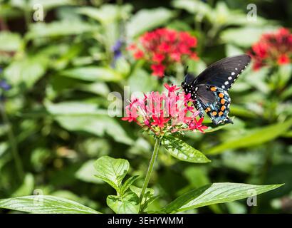 Pipevine Swallowtail Buttefly (Battus philenor) oder Blue Swallowtail, ist ein Schwalbenschwanz-Schmetterling aus Nordamerika und Mittelamerika. Farben sind bla Stockfoto