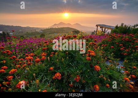 Blick auf das Silancur Highland mit blühenden Ringelblumen und lila Globus Amaranth unter einem goldenen Sonnenaufgang über dem Mount Sumbing in Kaliangkrik, Magelang Stockfoto