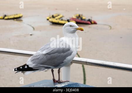 Die Europäische Heringsmöwe oder einfach Heringsmöwe (Larus argentatus), die auf einem Mülltonnen in der touristischen Küstenstadt St Ives in Cornwall, Großbritannien, thront Stockfoto
