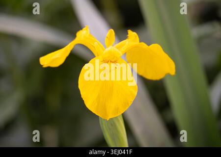 Iris pseudacorus in indirektem Licht (auch gelbe Flagge, gelbe Iris oder Wasserflagge), blüht am Ufer des Basingstoke Canal in Hampshire, England Stockfoto