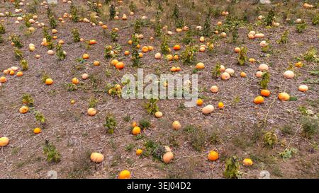 Ein Weitwinkelblick, der die Weite eines Kürbisfeldes am Ende der Saison mit Dutzenden von leuchtend orangefarbenen Kürbissen einfängt Stockfoto