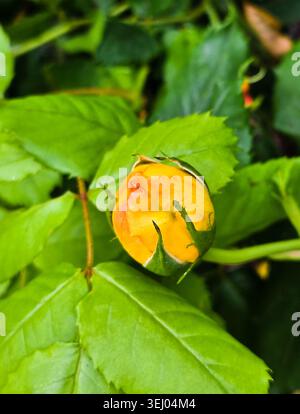 Nahaufnahme der gelben und orangefarbenen Rosenknospe im Garten Stockfoto