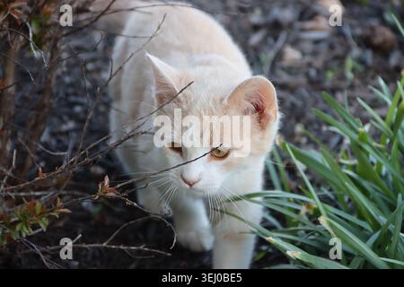 Junge männliche Katze, die sich durch ein Blumenbeet schleicht Stockfoto