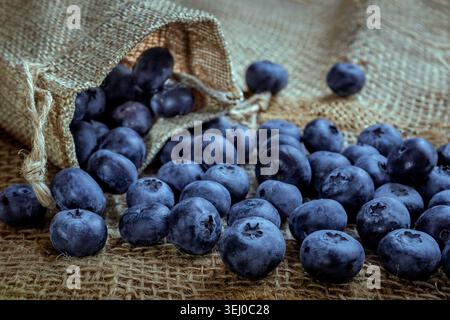 Eine Nahaufnahme frischer reifer Heidelbeeren, die aus einem kleinen rustikalen Sacksack auf einen groben hessischen Stoffhintergrund fließen und einen reichen Harv zeigen Stockfoto