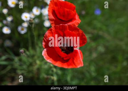 Details mit rotem Mohn auf einem Feld voller wilder Frühlingsblumen in der Sonne. Stockfoto