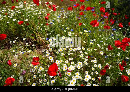 Details mit rotem Mohn auf einem Feld voller wilder Frühlingsblumen in der Sonne. Stockfoto
