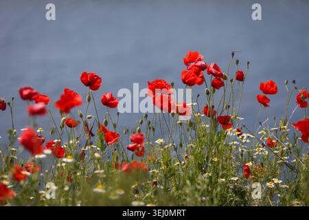 Details mit rotem Mohn auf einem Feld voller wilder Frühlingsblumen in der Sonne. Stockfoto