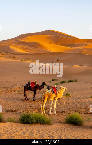 Eine Kamelkarawane spaziert über die Sanddünen der Sahara in Marokko. Die Sonne untergeht, wirft Licht über die Dünen und hebt den Weg der Karawane hervor. Stockfoto