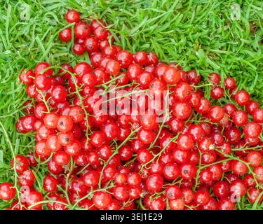 Haufen reifer roter Johannisbeeren auf grünem Gras Hintergrund von oben Stockfoto