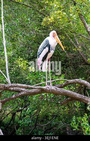 Marabou-Storch auf einer Zweigstelle im Orchid Island Park in Nha Trang in Vietnam Stockfoto